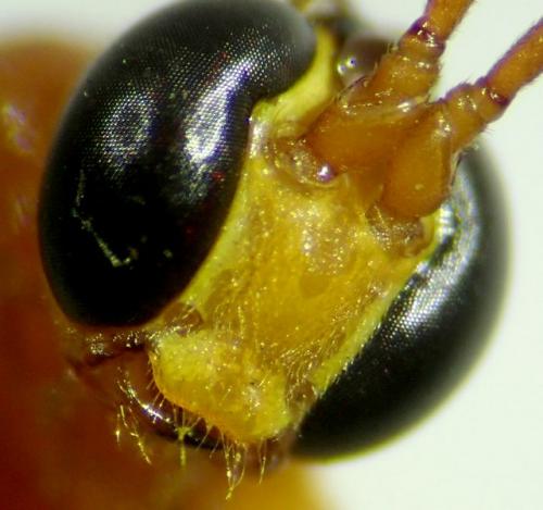 Réf. 256 137 : Netelia ocellaris